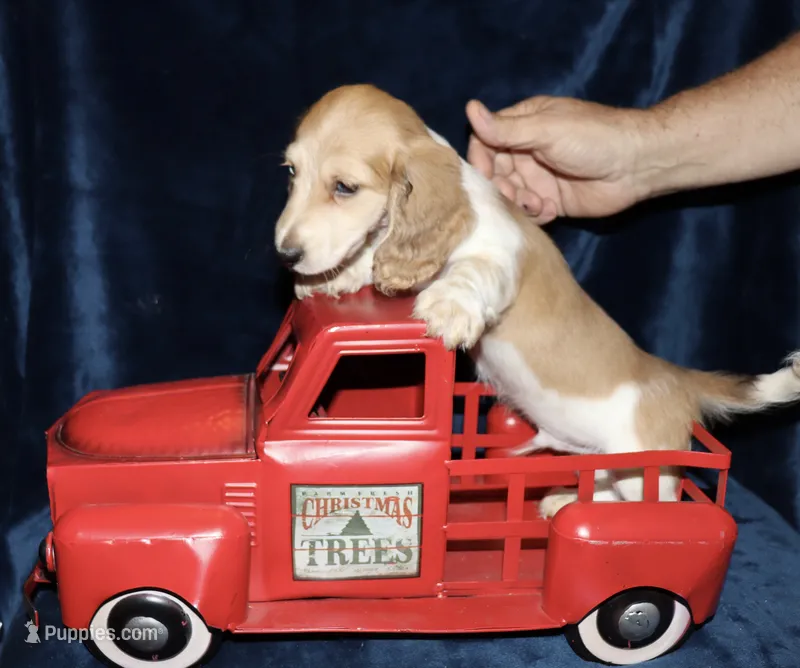 Whyatt (Longhaired) cream piebald – Miniature Dachshund puppy for sale in Lovely, KY
