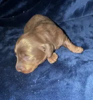Cora, a female Miniature Dachshund for sale in Lovely, KY – 2 of 4