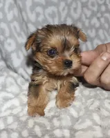 Tiny Sonia - merle, a female Yorkshire Terrier for sale in Lovely, KY – 2 of 6