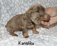 Kanishka (longhaired) isabella, a female Miniature Dachshund for sale in Lovely, KY – 6 of 10