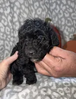 Brutus, a male Poodle - Miniature  for sale in Lovely, KY – 3 of 4