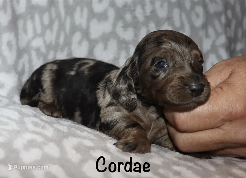 Cordae. (Long haired) dapple – Miniature Dachshund puppy for sale in Lovely, KY