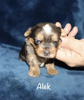 Alek. (Merle), a male Yorkshire Terrier for sale in Lovely, KY – 2 of 8