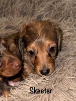 Skeeter (Long haired dapple), a male Miniature Dachshund for sale in Lovely, KY – 3 of 10