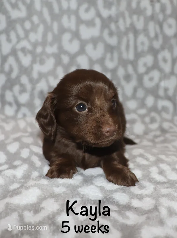 Kayla (LH) – Miniature Dachshund puppy for sale in Lovely, KY