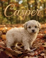 Casper tiny male 4 lbs, a male Poodle - Toy  for sale in Lovely, KY – 2 of 9