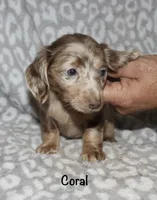 Coral LH Isabella dapple, a female Miniature Dachshund for sale in Lovely, KY – 4 of 8