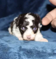 Doodle, a male Poodle - Toy  for sale in Lovely, KY – 3 of 5