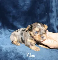 Alex.  ( merle), a male Yorkshire Terrier for sale in Lovely, KY – 3 of 5