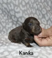 Kanika (Longhaired) blue, a female Miniature Dachshund for sale in Lovely, KY – 6 of 7