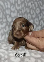 Cordell, a male Miniature Dachshund for sale in Lovely, KY – 3 of 8