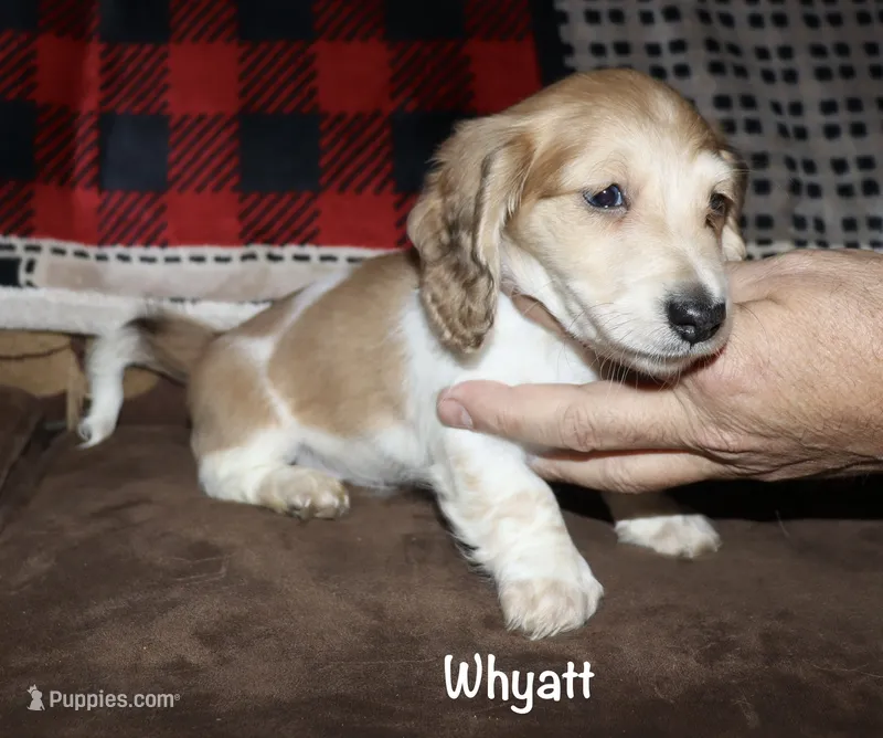 Whyatt (Longhaired) cream piebald – Miniature Dachshund puppy for sale in Lovely, KY