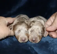 Corabeth LH Isabella dapple, a female Miniature Dachshund for sale in Lovely, KY – 8 of 9