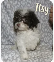 Itsy  tiny girl 4 lbs full grown t, a female Poodle - Toy  for sale in Lovely, KY – 6 of 9