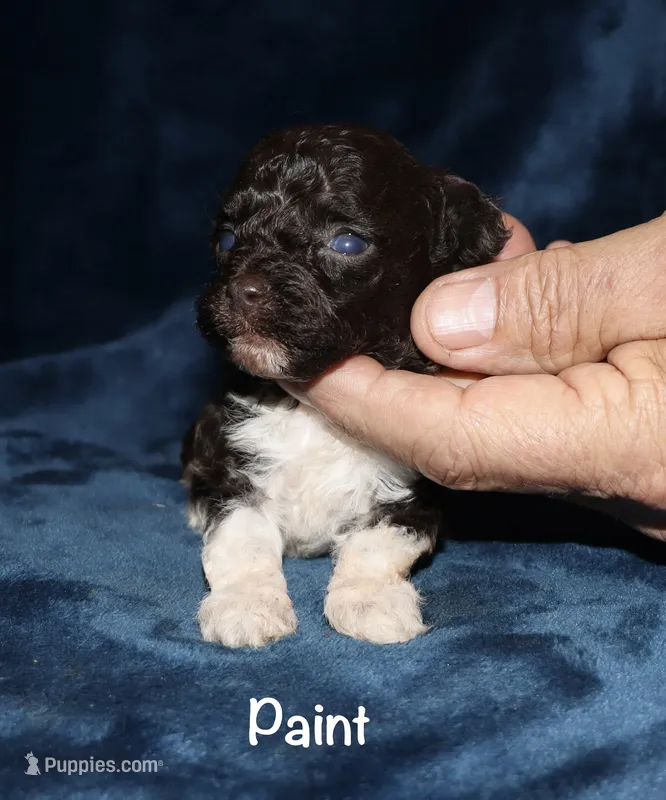 Paint – Poodle - Toy  puppy for sale in Lovely, KY
