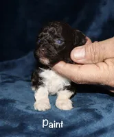 Paint, a male Poodle - Toy  for sale in Lovely, KY – 1 of 7