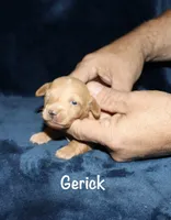 Gerick - LH, a male Miniature Dachshund for sale in Lovely, KY – 2 of 7