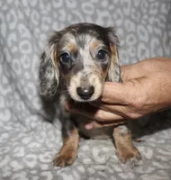 Coral- blue dapple, a female Miniature Dachshund for sale in Lovely, KY – 4 of 6