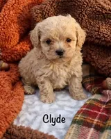 Clyde tiny -4lbs, a male Poodle - Toy  for sale in Lovely, KY – 2 of 6