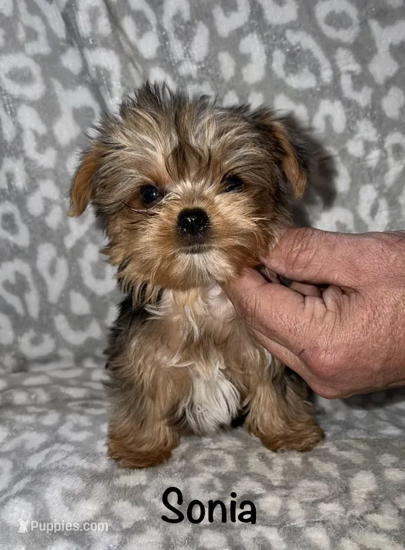 Tiny Sonia - merle – Yorkshire Terrier puppy for sale in Lovely, KY