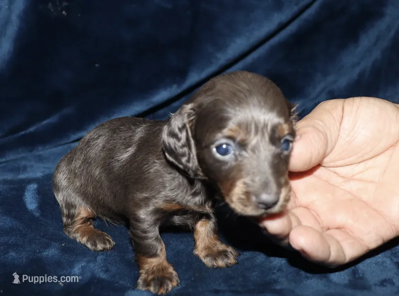 Kanika (Longhaired) blue – Miniature Dachshund puppy for sale in Lovely, KY