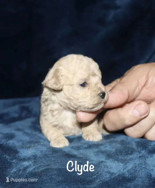 Clyde – Poodle - Toy  puppy for sale in Lovely, KY