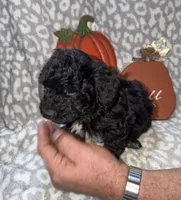 Brutus, a male Poodle - Miniature  for sale in Lovely, KY – 2 of 4