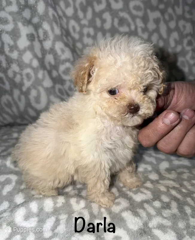 Tiny Darla – Poodle - Toy  puppy for sale in Lovely, KY