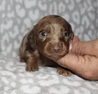 Cordell, a male Miniature Dachshund for sale in Lovely, KY – 5 of 8