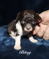 Bitsy, a female Poodle - Toy  for sale in Lovely, KY – 2 of 6