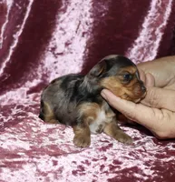 Alectra (merle), a female Yorkshire Terrier for sale in Lovely, KY – 6 of 6