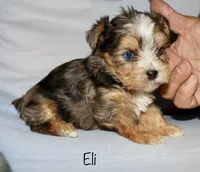 Eli - merle, a male Yorkshire Terrier for sale in Lovely, KY – Photo 5 of 9