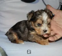 Eli - merle, a male Yorkshire Terrier for sale in Lovely, KY – Photo 4 of 9