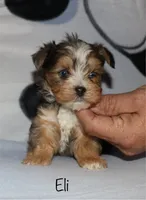 Eli - merle, a male Yorkshire Terrier for sale in Lovely, KY – Photo 1 of 9