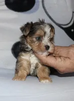 Eli - merle, a male Yorkshire Terrier for sale in Lovely, KY – Photo 9 of 9
