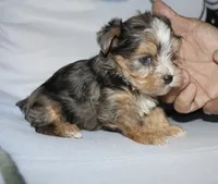 Eli - merle, a male Yorkshire Terrier for sale in Lovely, KY – Photo 8 of 9