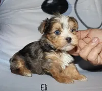 Eli - merle, a male Yorkshire Terrier for sale in Lovely, KY – Photo 7 of 9