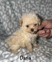 Tiny Darla, a female Poodle - Toy  for sale in Lovely, KY – 3 of 10