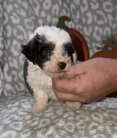 Millie, a female Poodle - Miniature  for sale in Lovely, KY – 2 of 7