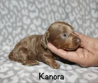 Kanora (longhaired) isabella, a female Miniature Dachshund for sale in Lovely, KY – 2 of 7