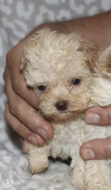 Darla – Poodle - Toy  puppy for sale in Lovely, KY