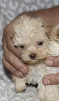Darla, a female Poodle - Toy  for sale in Lovely, KY – 1 of 7