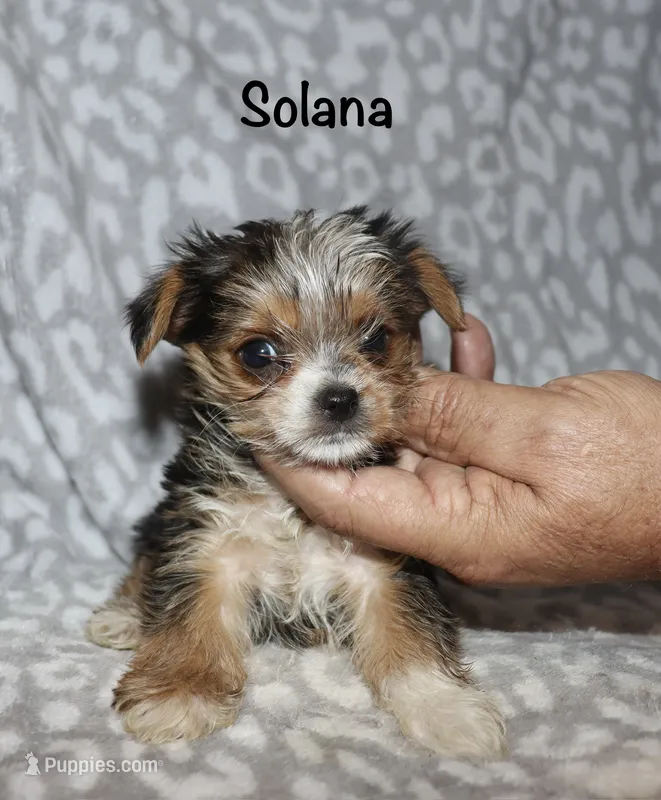 Tiny Solana - Parti factor – Yorkshire Terrier puppy for sale in Lovely, KY