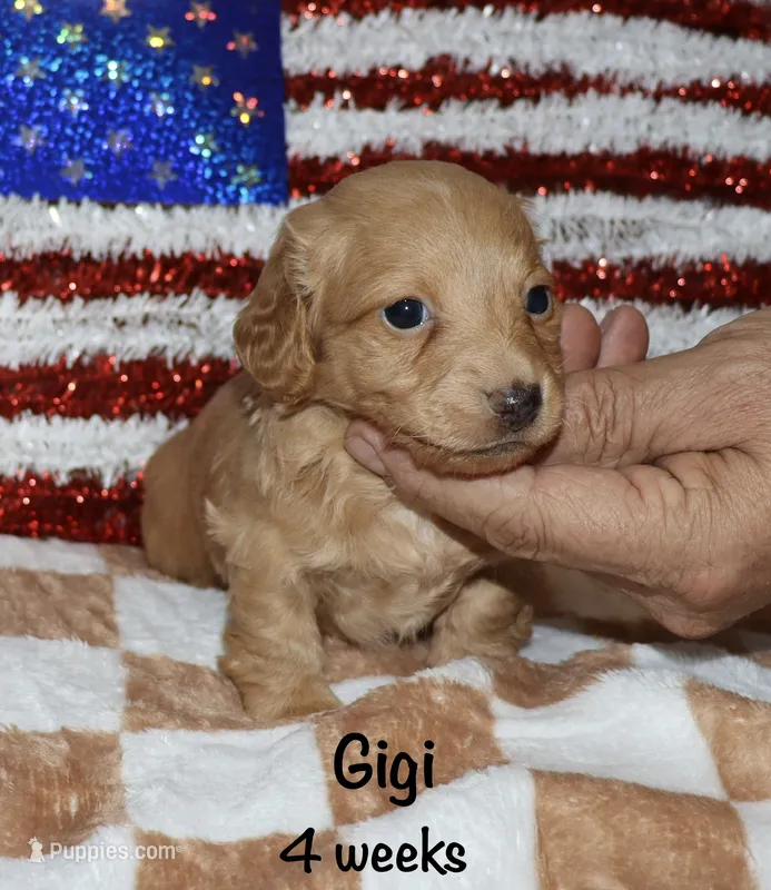 Gigi – Miniature Dachshund puppy for sale in Lovely, KY