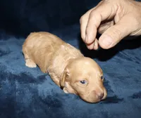 Gigi, a female Miniature Dachshund for sale in Lovely, KY – 7 of 9