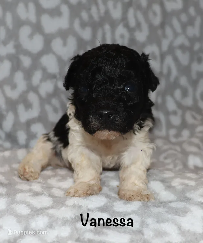 Vanessa – Poodle - Toy  puppy for sale in Lovely, KY
