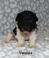 Vanessa, a female Poodle - Toy  for sale in Lovely, KY – 1 of 7