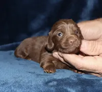 Kayla (LH), a female Miniature Dachshund for sale in Lovely, KY – 6 of 6