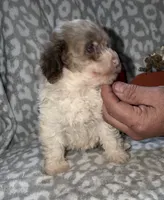 Maggie, a female Poodle - Miniature  for sale in Lovely, KY – 8 of 8
