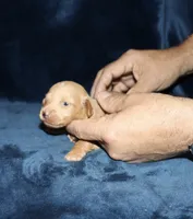 Gerick - LH, a male Miniature Dachshund for sale in Lovely, KY – 4 of 7